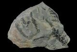 Fossil Flora (Sphenopteris & Lycopodites) Plate - Kentucky #138538-1